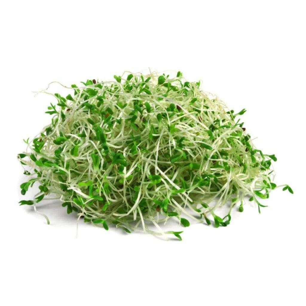 Alfalfa Sprouts