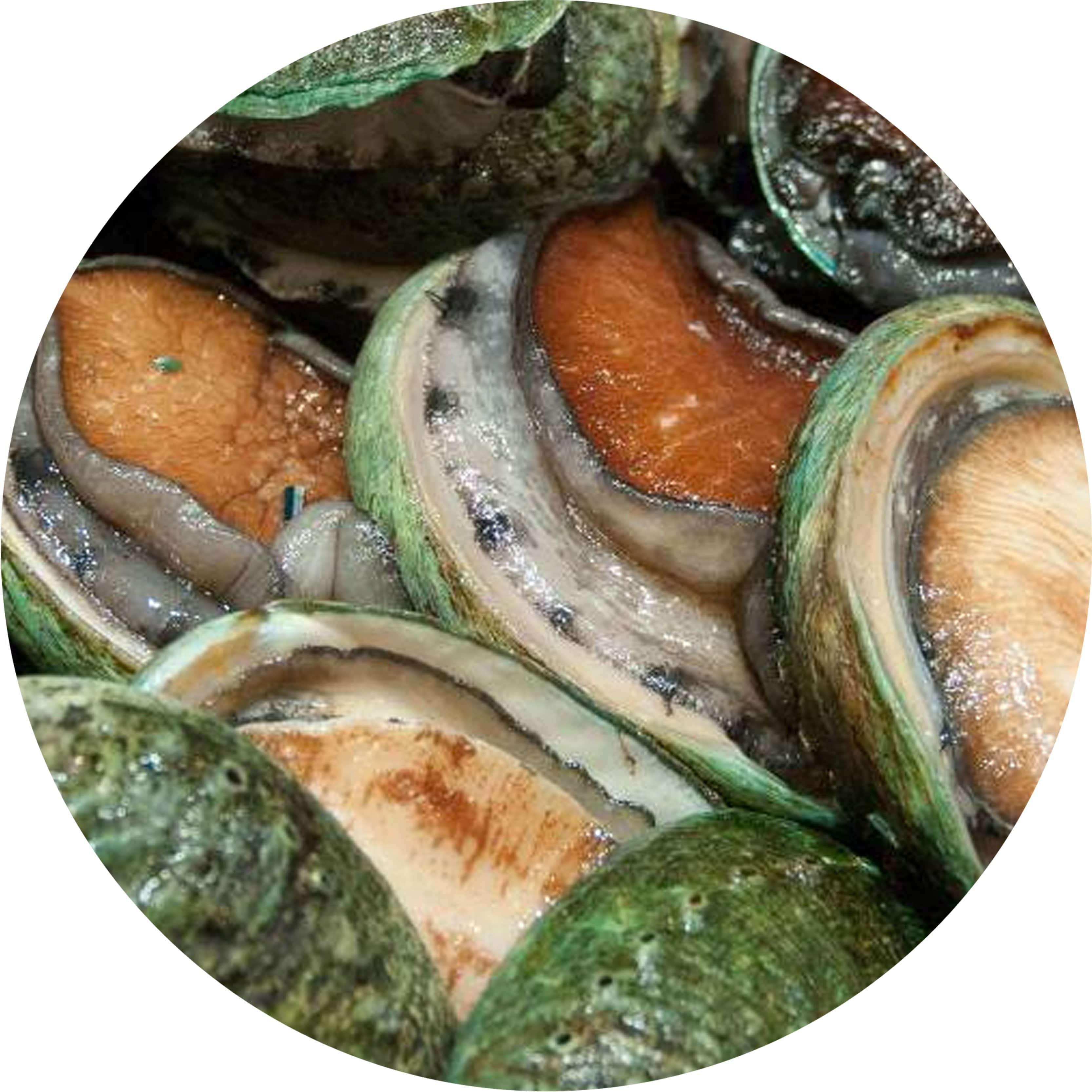 Green Lip Abalone (each)