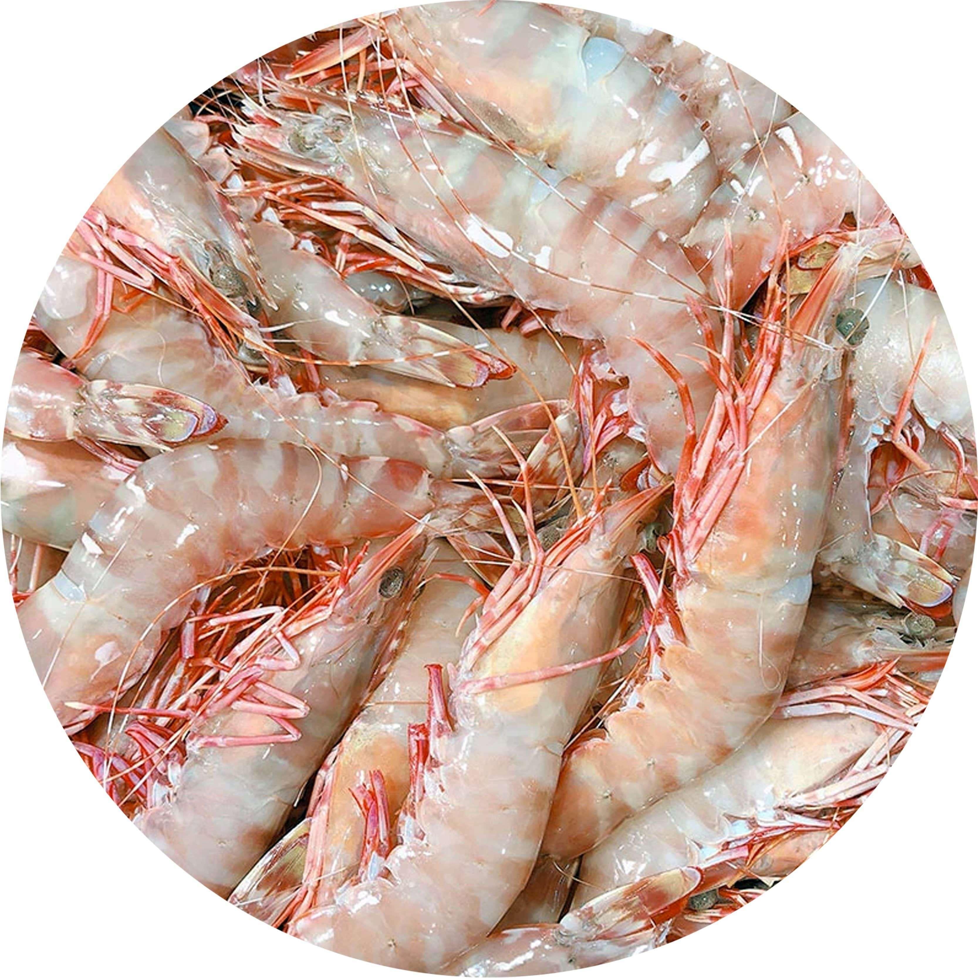 Green Sea Tiger Medium