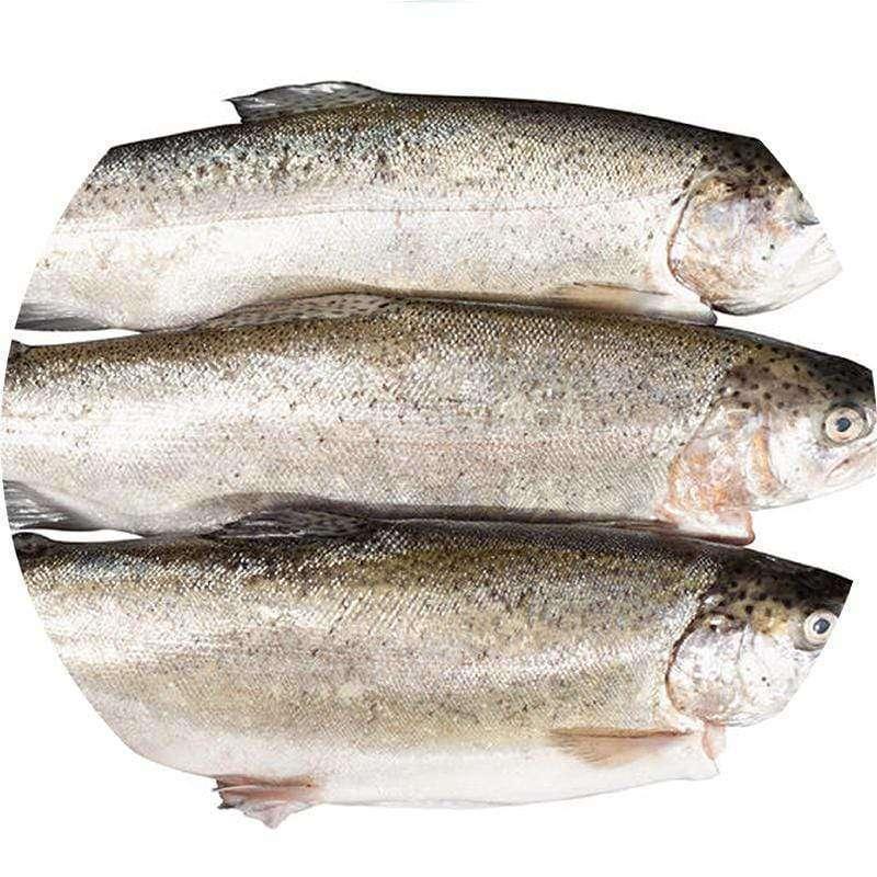 Whole Ocean Trout (kg)